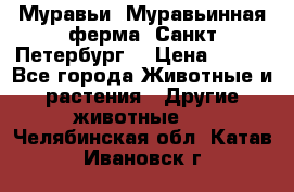 Муравьи, Муравьинная ферма. Санкт-Петербург. › Цена ­ 550 - Все города Животные и растения » Другие животные   . Челябинская обл.,Катав-Ивановск г.